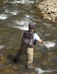 Grayling Dorsal Fin Adipose Fin Fishing