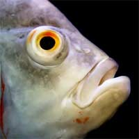Senses Sense Organs Fish Sight Eyes