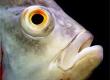 The Sense Organs of Fish