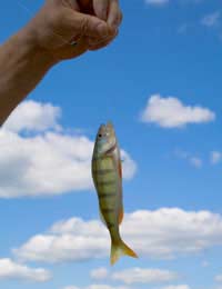 Perch Angler Gravel Pits Ponds Dorsal